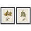 Fern Botanical II - ensemble de 2 reproductions d'art sur papier encadré