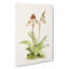 Magnolia Flowers Illustration Tab.45 by Frederick Sander - Wrapped Canvas Print-55310243