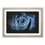 Pretty Blue Rose - Picture Frame Graphic Art Print-56861434-56861435