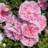 Bare Root Ball Gown Romantica Rose (3-Pack)