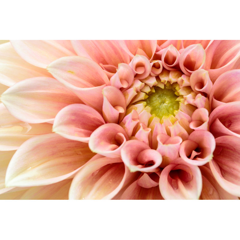 Close-up Pink Dahlia by KhongKhue - Wrapped Canvas Print, 30cm H x 46cm W