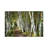 A Walk Through The Birch Trees by Danny Head - Print on Canvas-69997778-101344044-56733377