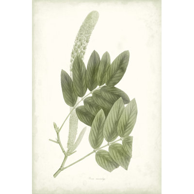 Sage Botanical IV by Vision Studio - Wrapped Canvas Painting