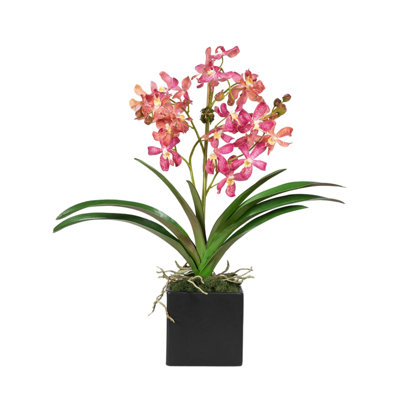 Arrangement d'orchidées dans un vase