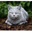 Cat Garden Statue
