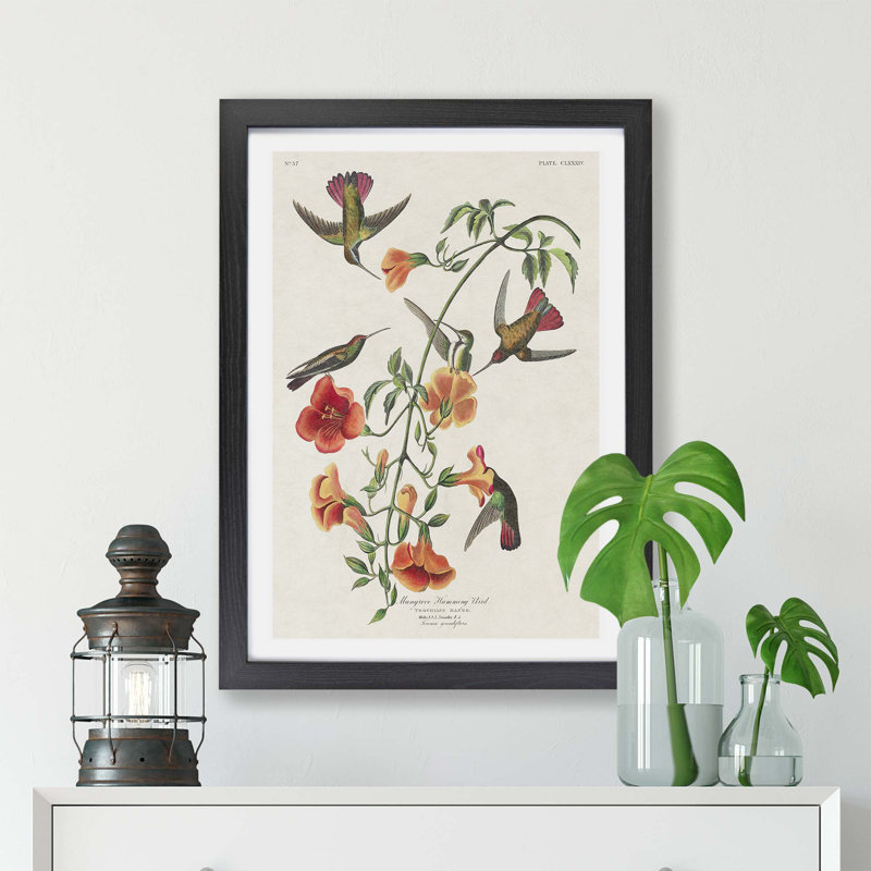 Mango Hummingbirds by John Audubon - Single Picture Frame Painting, Black, 24cm H x 33cm W x 2cm D