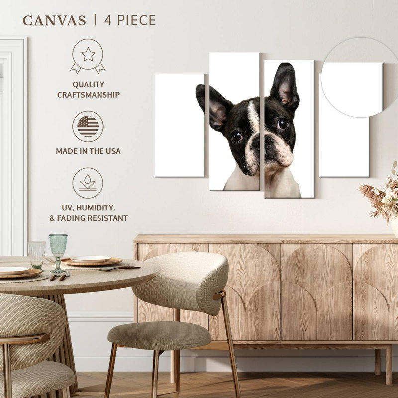 Brampt Little Boston Terrier