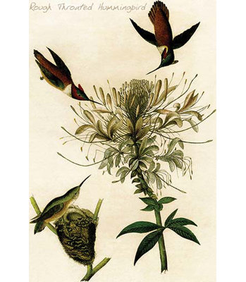 " Rough Throated Hummingbird "