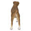 Boxer debout