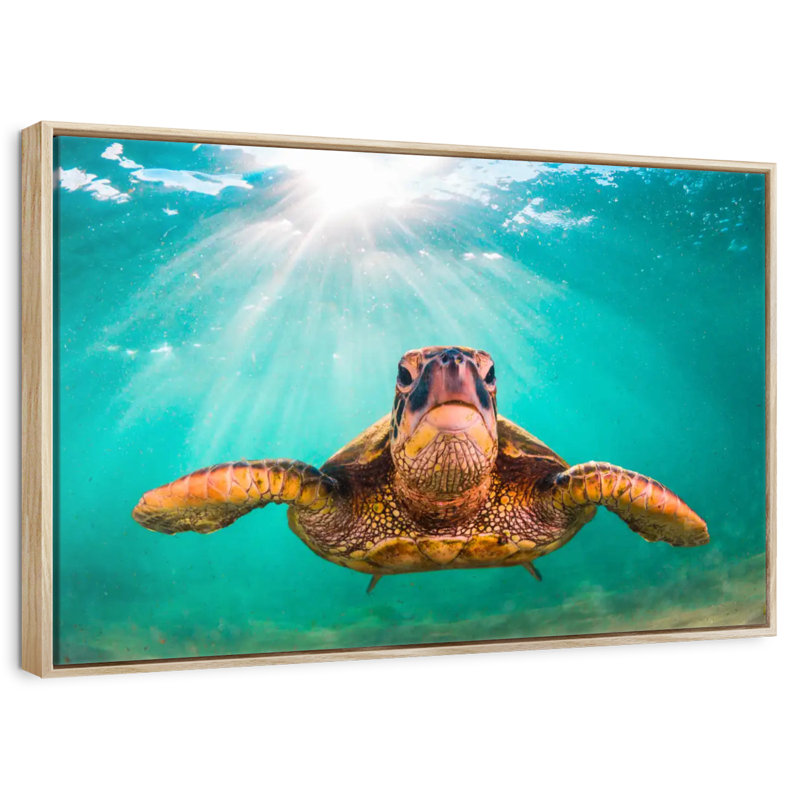 Maui Green Turtle, 25" X 17", Floating Frame Natural Wood