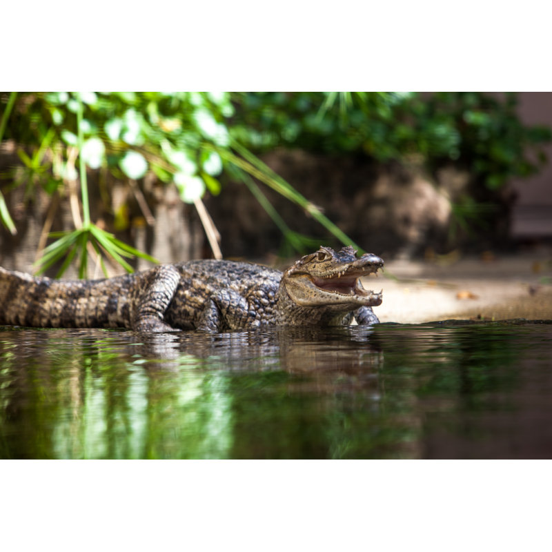 Young Alligator by Ewastudio - Wrapped Canvas Print, 51cm H x 76cm W