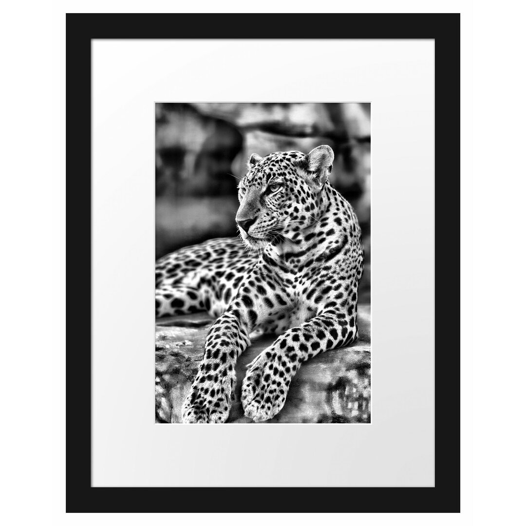 Gerahmtes Poster Majestätischer Leopard