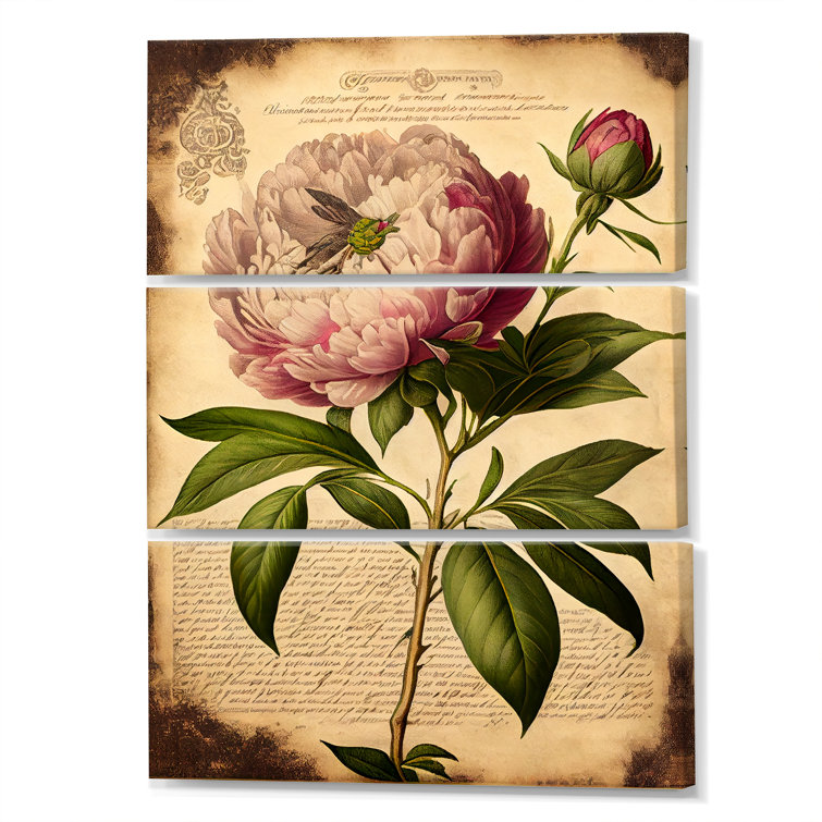 August Grove® Vintage Pink And White Peony IV On Canvas 3 Pieces Print ...