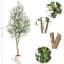 183cm Plant