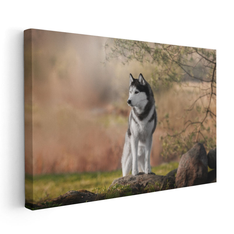 «Beautiful Husky siberian in Nature», reproduction d'art sur toile, H 20 po x l 30 po