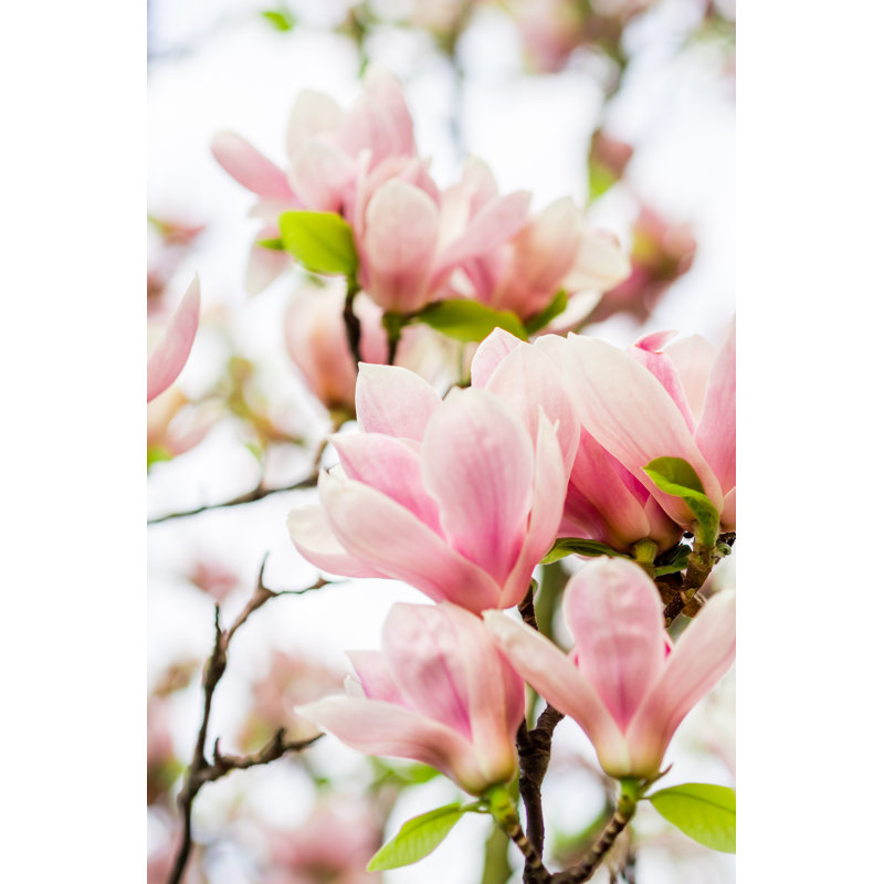 Closeup Of Magnolia by Jansucko - Wrapped Canvas Print, 46cm H x 30cm W