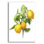 «Lemon Tree Branch» par Artand a Little Magic, verre acrylique-1850501096