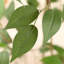 Faux ficus Agostino avec pot de fleurs rond blanc-1639527801