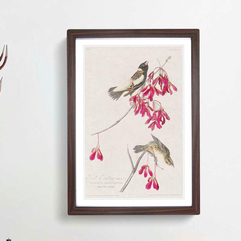 Rice Birds by John Audubon - Picture Frame Painting Print, Walnut Framed, 36cm H x 27cm W x 2cm D
