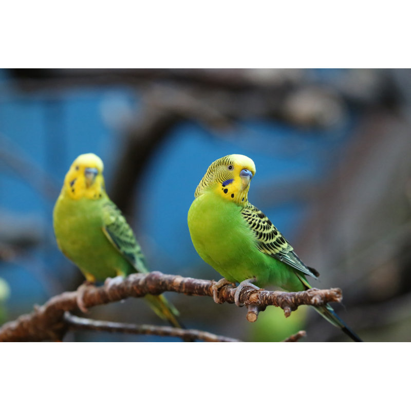 Budgie - photographie sur toile tendue, H 20 po x l 30 po x P 1,25 po