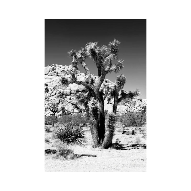 Black California Series - Beautiful Joshua Tree - Wrapped Canvas Print, 20.32 cm H x 30.48 cm W