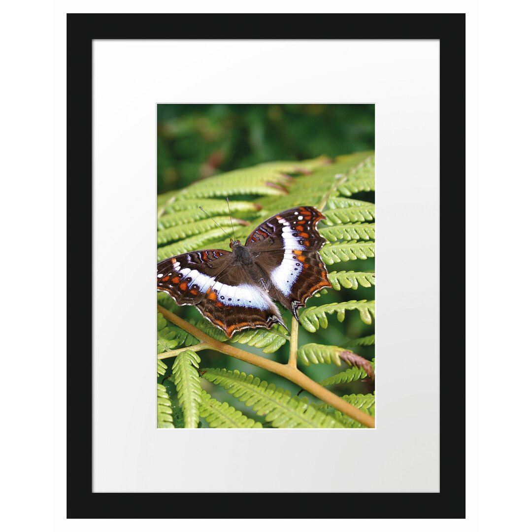 Gerahmtes Poster Schmetterling auf Farnblatt