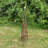 Andrickson Wood Obelisk Trellis-368401781