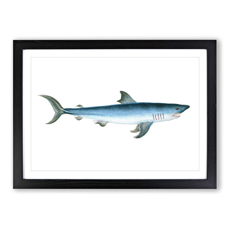 Porbeagle Shark by Edward Donovan - Picture Frame Painting Print, Black Framed, 27cm H x 36cm W x 2cm D
