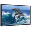«Dolphins In Hawaii Wall Art»-1426670456