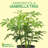 Live Arboricola Umbrella Tree Schefflera Indoor Houseplant in 4 Inch Nursery Pot
