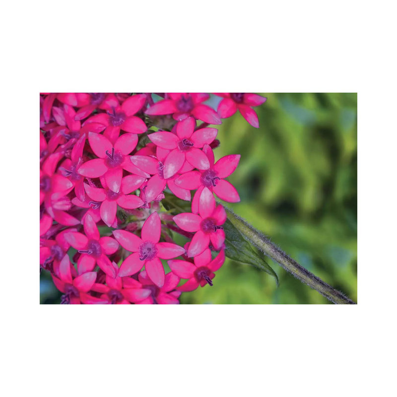 Close Up Of Pink Hydrangea Flowers - Wrapped Canvas Print, 20.32cm H x 30.48cm W x 1.905cm D