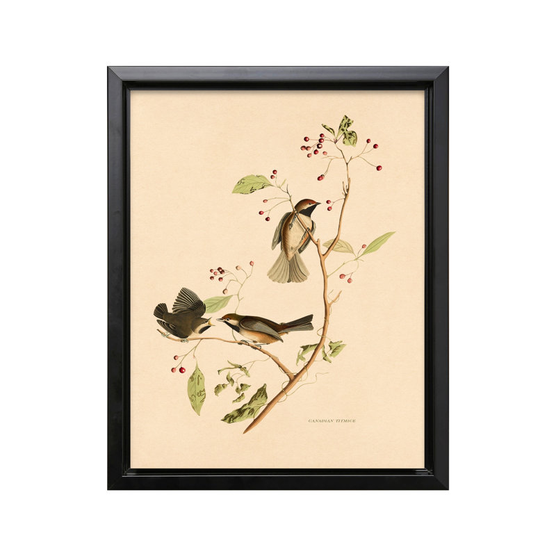 John James Audubon - Mésange canadienne, Black Framed, Canvas, 18"H x 24"W