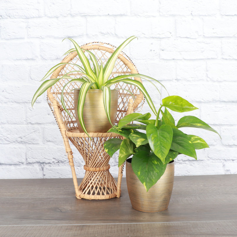 Live Air Purifying Houseplant Set in Classic Pots, Gold
