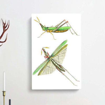Green Locust by George Shaw - Wall Art