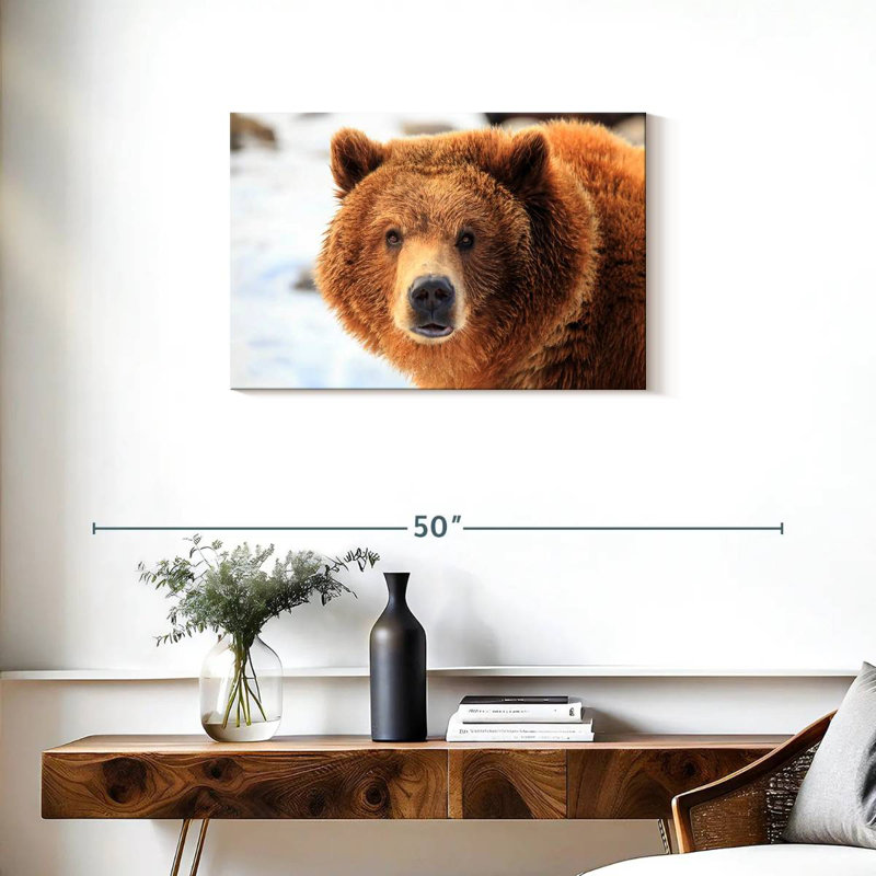 Regard d'ours grizzly, H 20 po x l 30 po