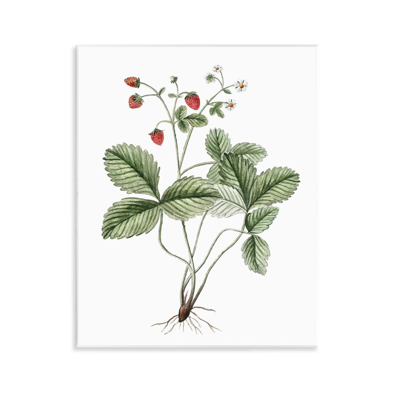 Budding Strawberries Study Wall Plaque Art by Lettered and Lined