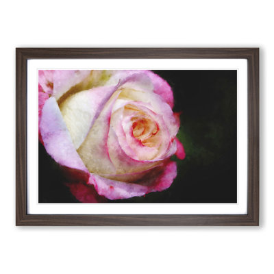 Pink Tipped Rose - Picture Frame Graphic Art Print