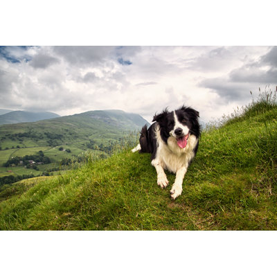 " Border Collie On A Mountain " by Alansheers