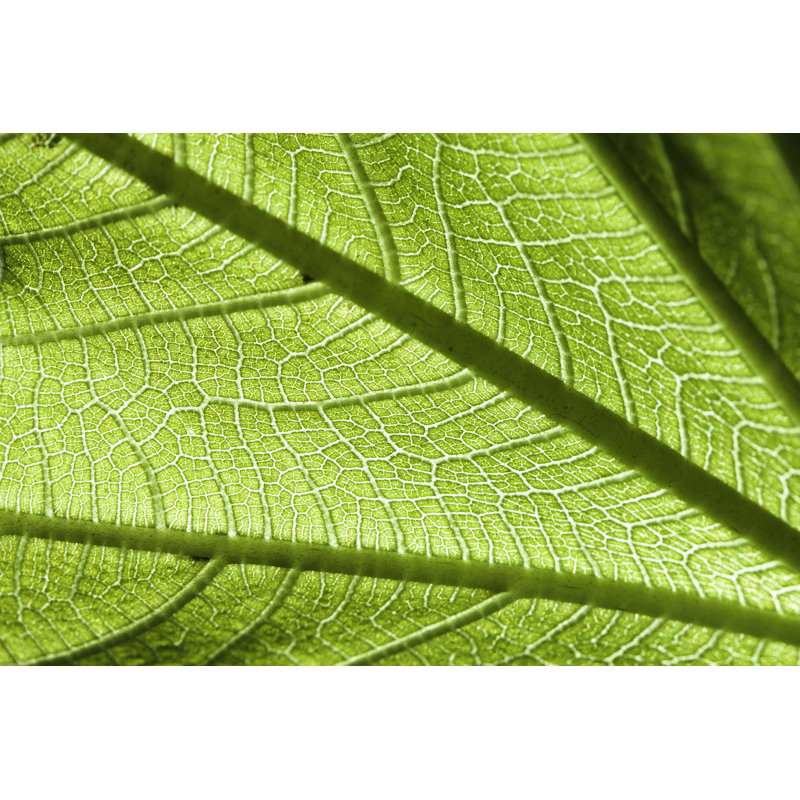 Feuille verte - photographie sur toile tendue, H 8 po x l 12 po