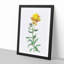 Wallflowers in Yellow by Pierre-Joseph Redoute - Picture Frame Painting Print-55605367-55605371