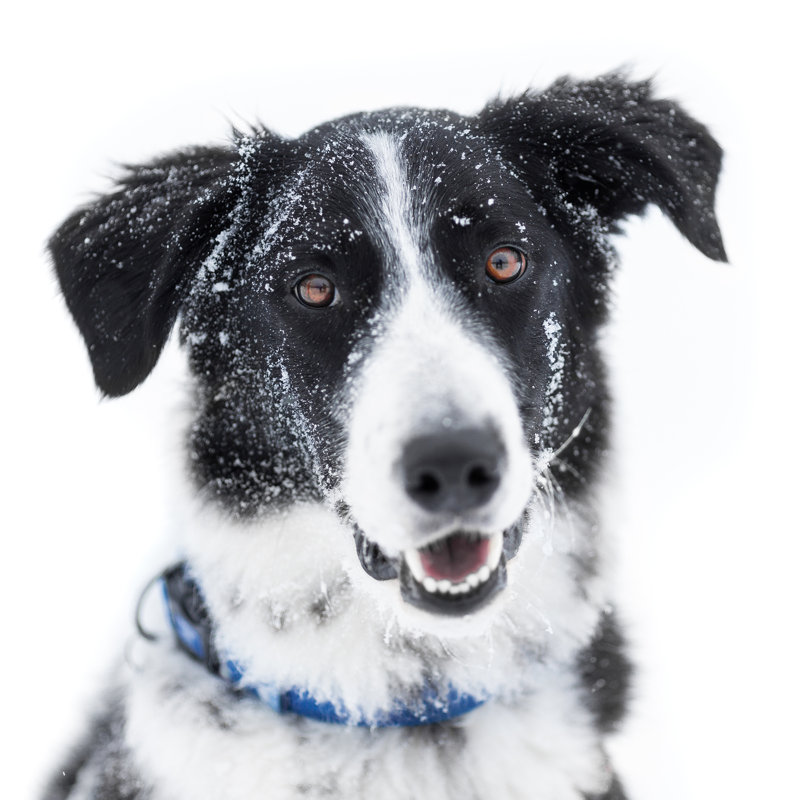 English Setter Collie - Wrapped Canvas Print, 76cm H x 76cm W