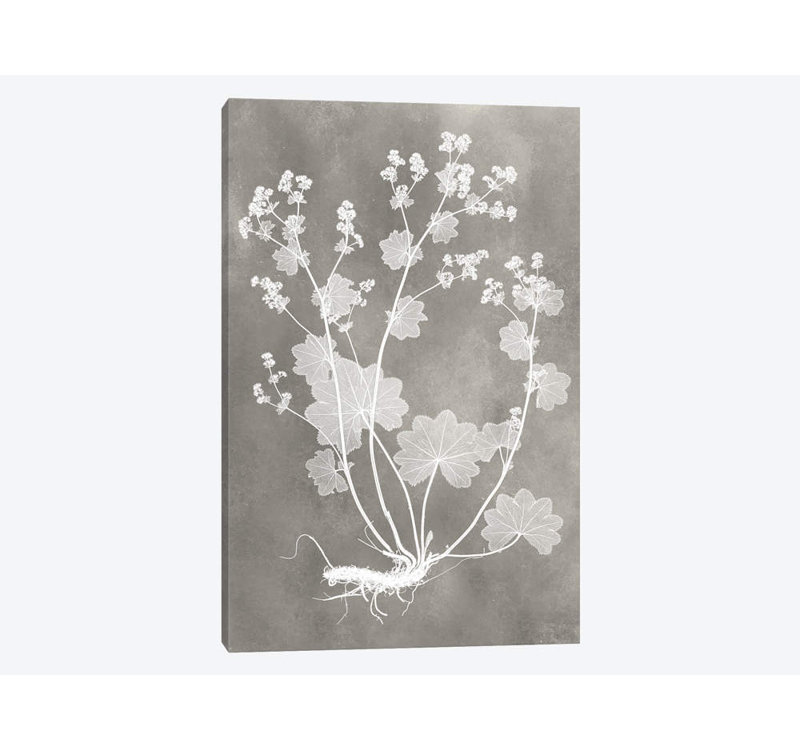 «Herbarium Study I», impression sur toile tendue, H 26 po x l 18 po x P 1,5 po