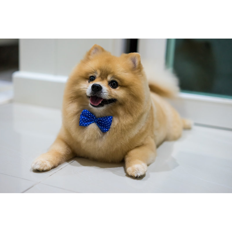 Pomeranian by Pasgen Kongsuk - Wrapped Canvas Print, 30cm H x 46cm W x 3.8cm D