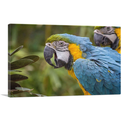 Macaw Home Decor - Reproduction de photo sur toile tendue