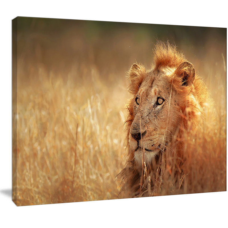 «Relaxing Lion in Grassland», reproduction de photo sur toile tendue, H 30 po x l 40 po