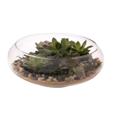 Barnett Glass Terrarium