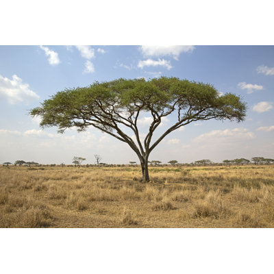 Asho " Serengeti National Park "