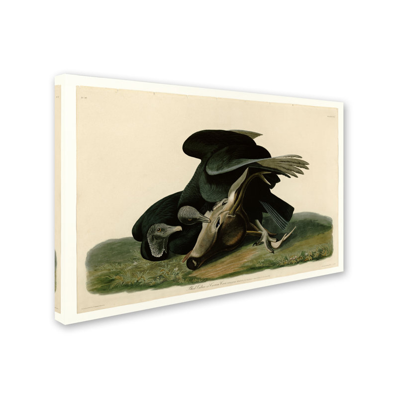 « black vultureplate 106 », reproduction sur toile tendue, H 22 po x l 32 po