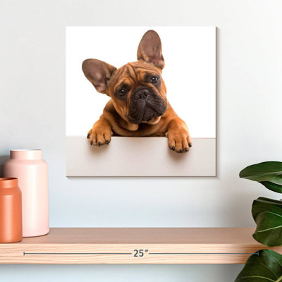 Bouledogue français Crowle Curious