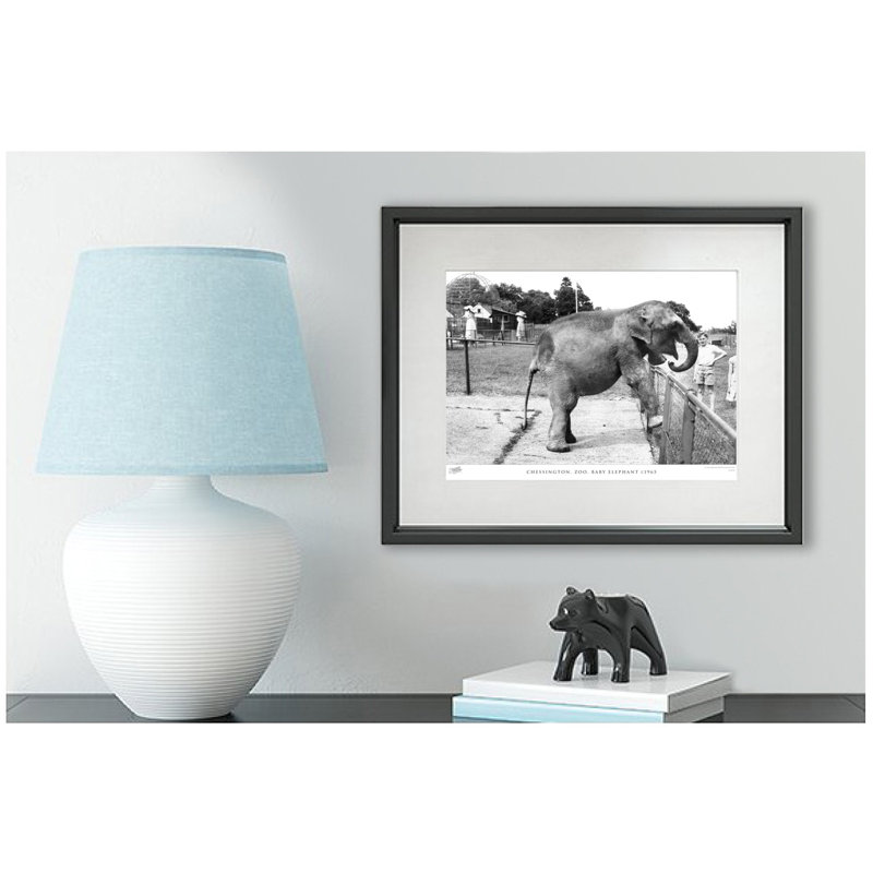 Chessington, Zoo, Baby Elephant C1965 by Francis Frith - Single Picture Frame Print, 60cm H x 80cm W x 2.3cm D